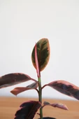 Ficus Elastica Belize-Pembe Kauçuk Ağacı-40-50 cm-Ev Ofis Salon İç Mekan Bitkisi - 5