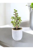 Mini Bonsai Para Ağacı Dekoratif Beton Saksıda 0866 - 2