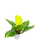 Philodendron Moonlight | 17cm Ø H:60 thumbnail 2