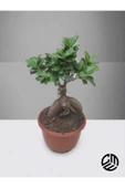 Mini Ficus Ginseng Bonsai Canlı Ev Ofis Salon Bitkisi - 1
