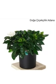 Gardenya Dekoratif Saksıda Hava Temizleyici - 1