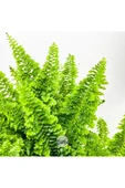 Nephrolepis Exaltata Cotton Candy (12 cm Saksıda) Özel Tür Aşk Merdiveni Eğrelti thumbnail 6