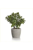 Para Ağacı Bereket, Iyi Şans Ve Para Çiçeği Crassula Ovata Doğal Dekoratif Saksıda - 1