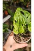 Monstera Adansonii Monkey Mask Deve Tabanı Bitkisi thumbnail 4