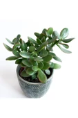 Crassula Ovata - Para Çiçeği 'gri Saksılı' thumbnail 3