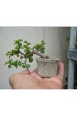 El yapımı Taş Saksıda Bonsai  ara Çiçeği Afra Yeşim Ağacı 012 thumbnail 3