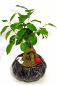 Dekoratif Saksıda Mini Bonsai - 2