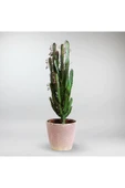 Süt Ağacı Euphorbia Trigona 60 cm Dekoratif Saksıda - 1