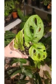 Monstera Adansonii Monkey Mask Deve Tabanı Bitkisi thumbnail 3