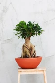 Dekoratif Saksıda Bonsai Ficus Gingseng 2500 gr Gövde 50 cm - 4