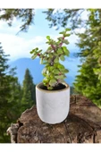 Mini Bonsai Para Ağacı Dekoratif Beton Saksıda 870866 thumbnail 3