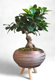 Ficus Ging Seng Bonsai Ayaklı Saksı da thumbnail 1