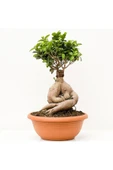 Bonsai Benjamin- Ficus Ginseng Bonsai thumbnail 1