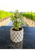 Mini Bonsai Para Ağacı Dekoratif Beton Saksıda 001 - 2