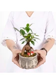 Binbir Surat Serisi Ficus Ginseng Bonsai Tasarım thumbnail 3