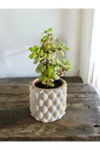 Mini Bonsai Para Ağacı Dekoratif Taş Saksıda - 2