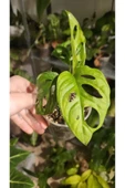 Monstera Adansonii Monkey Mask Deve Tabanı Bitkisi thumbnail 1