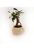 geometrik ficus bonsai thumbnail 1