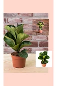 2 Adet Ficus Bambino Lyrata Keman Yapraklı Kauçuk Ağacı thumbnail 1