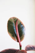 Ficus Elastica Belize-Pembe Kauçuk Ağacı-40-50 cm-Ev Ofis Salon İç Mekan Bitkisi - 6