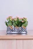 Dekoratif Taş saksılarda kalanşo bitkileri kalanchoe 001lpd - 3
