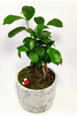 Dekoratif Desenli Saksıda Mini Bonsai - 4