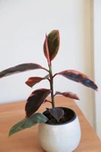 Ficus Elastica Belize-Pembe Kauçuk Ağacı-40-50 cm-Ev Ofis Salon İç Mekan Bitkisi - 2