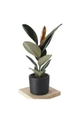 Özel Siyah Saksda Ficus Elastica (kauçuk Bitkisi) Large - 1