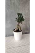 Ficus Bonsai Agacı Seramik Saksıda (peri ) thumbnail 1