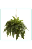 Aşk Merdiveni Büyük Askılı Saksıda Nephrolepis 001 thumbnail 1