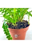 Nephrolepis Exaltata Duffy (12 cm Saksıda) Özel Tür Aşk Merdiveni Eğrelti thumbnail 7