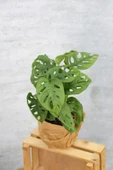 Monstera Adansonii-monstera Monkey Mask-deve Tabanı - 1