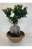 Bonsai Benjamin- Ficus Ginseng Bonsai thumbnail 6