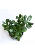 Crassula Ovata - Para Çiçeği 'gri Saksılı' thumbnail 4