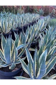 Agave Americana 12 cm Çapında Üretim Saksısında - 4