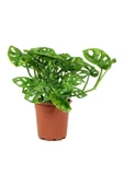 Ithal Monstera Adansonii Monstera Monkey Mask Ithal Deve Tabanı - 2