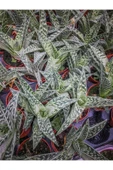 Aloe Variegata (8.5 Cm Saksıda) - Nadir Tür Sıra Dışı Kaktüs Sukulent Ve Bitkiler thumbnail 3
