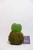 Kokedama Hoya Kerii thumbnail 3