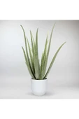 Dekoratif Saksıda Aloevera 7+9 Yaş thumbnail 5
