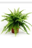 Aşk Merdiveni Bitkisi / Nephrolepis Exeltata / 30-50 Cm / Salon Eğreltisi / Sevilen Bitki thumbnail 2