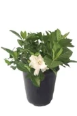 Vip Gardenya Bitkisi Mukemmel form 25 cm thumbnail 2