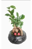 Siyah Dünya Saksıda Ficus Gingseng Bonsai thumbnail 2