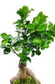 Vintage Seramik Saksıda Ficus Gingseng Bonsai & Iç Mekan Canlı Bitki & 30-35 Cm thumbnail 3