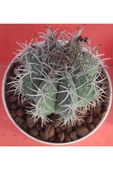 Melocactus Matanzanus thumbnail 2