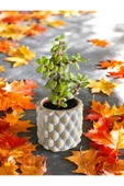 Mini Bonsai Para Ağacı Dekoratif Beton Saksıda - 3