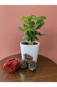 Kahve Bitkisi (coffea Arabica) - 2