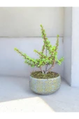 Beton Saksılı Afra Bonsai Yeşim Ağacı thumbnail 3