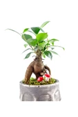 Binbir Surat Serisi Ficus Ginseng Bonsai Tasarım thumbnail 2