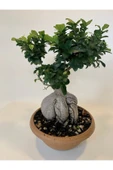 Bonsai Benjamin- Ficus Ginseng Bonsai thumbnail 3