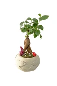 Beton Dünya Saksıda Mini Ficus Ginseng Bonsai - 1